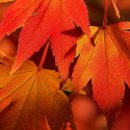 정읍시기-비상-007 | 내장산 단풍 2025 총정리: 절정시기, 실시간 현황, 숨겨진 명소 &amp; 꿀팁 대방출!