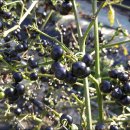 실로암농장 이미지