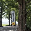 순창 메타세콰이어길 이미지