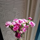 라플라워 이미지