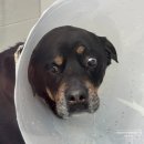 땡칠이네 | 대형견 수술 기록, 삼성화재 펫보험 강아지 보험 청구 후기