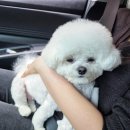 꽃보다 사랑 | 부평 애견미용 추천 꽃보다 Dog 미니비숑 스포팅+얼컷 후기