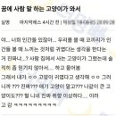 꿈에 사람 말 하는 고양이가 와서 이미지