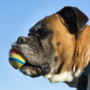 도그앤캣 이미지