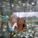 리얼생선훠궈 이미지