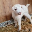 오르목장 이미지