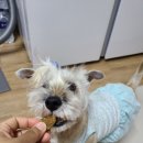 러브독스 이미지