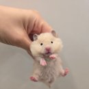 골든햄스터분양 탬펫 강남점 이미지