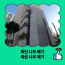 달산3리평촌마을회관 | 화단 나무 베기 죽은 나무 제거