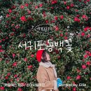 JS골프클럽 | [제주여행코스] 잘 안 알려진 숨은 서귀포 동백꽃스팟 캐슬렉스 제주 GC, 성이시돌 목장