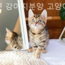 미니펫 강아지분양 고양이분양 수원점 이미지