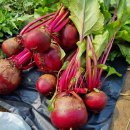 기쁨농장 이미지