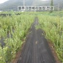 도진농장 이미지