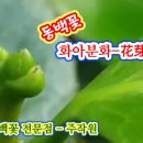 주작원 온실에 핀 마지막 동백꽃과 화아분화-花芽分化 하는 품종모습 유튜브 채널 공유 이미지