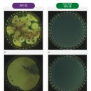 대영바이오 이미지