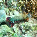 만티스쉬림프(Mantis shrimp) 이미지