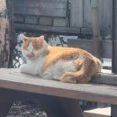 문학더샤브 이미지