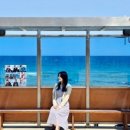 벚꽃다례 이미지