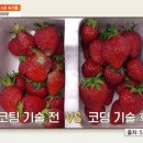 한솔2농장 네이버블로그