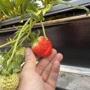 세준농장 | 화성 동탄 딸기체험 농장을 담다 "농담농장" 아이들과 함께한 후기