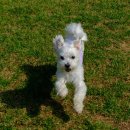 아이멍그라운드 | 경남 밀양 애견운동장 그라운드펫 ㅣ 대형견까지 가능한 천연운동장 창원 부산 근교 애견카페