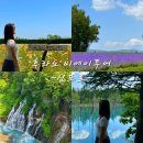 (주)보정팜 | 여름 후라노 비에이투어_6월 삿포로, 팜 토미타, 사계채언덕, 탁신관, 청의 호수, 흰수염 폭포