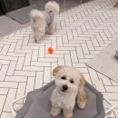 도그레스트 이미지