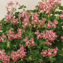 하일농장 이미지