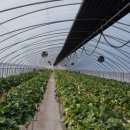 명도농장 이미지