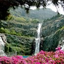 면목동 느티나무 이미지