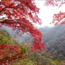 고불머리
