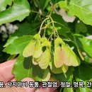 신   풍 이미지