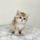 대전 고양이분양 퍼스트캣 대전점 이미지