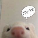 일파라디소 이미지