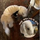 어거스트센트