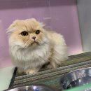 낭낭이네 이미지