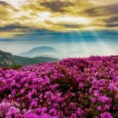 황매산군립공원 이미지