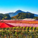 양주 가볼만한곳 양주 나리공원 천일홍축제 핑크뮬리 입장료 나리농원 주차 이미지