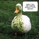 아이다가라