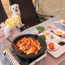 용장1리 | 서산 애견동반 식당 추가금 없는 텐트존과 실내 애견카페