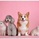 예쁜강아지 이미지