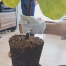 자양꽃직매장 이미지