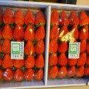 진주수곡농업협동조합 | 12/15 단계장희,수곡설향,효돈타이벡귤,샤인,감말랭이외