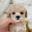 부산강아지분양 앨리펫 이미지