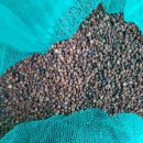 산수유 산초호두기름 백출충영환 사상자 토사자 헛개 천마 이미지