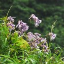 무주화원 이미지