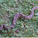 제주야생동물구조센터 이미지