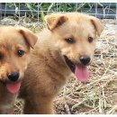 임하농장 이미지