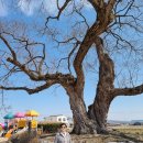 백암초등학교 이미지