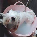 뽀미 애견 미용샵 이미지
